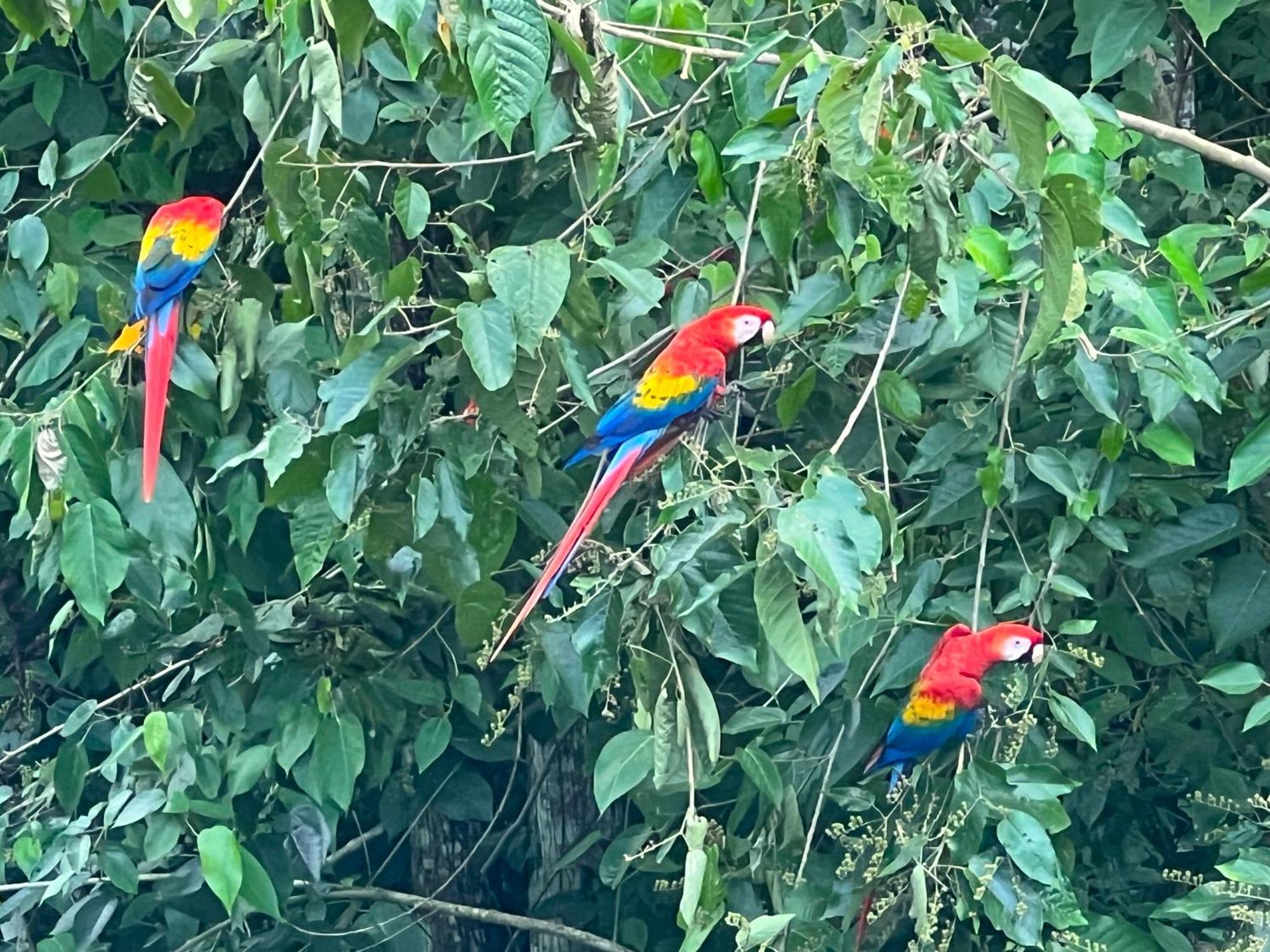 Templo Del Tigre Hotel Dos Brazos Kültér fotó