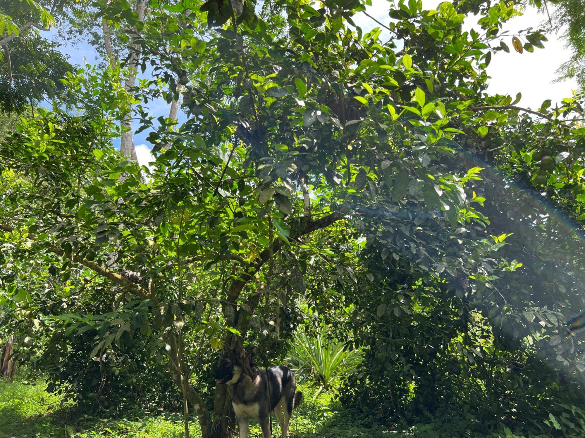 Templo Del Tigre Hotel Dos Brazos Kültér fotó